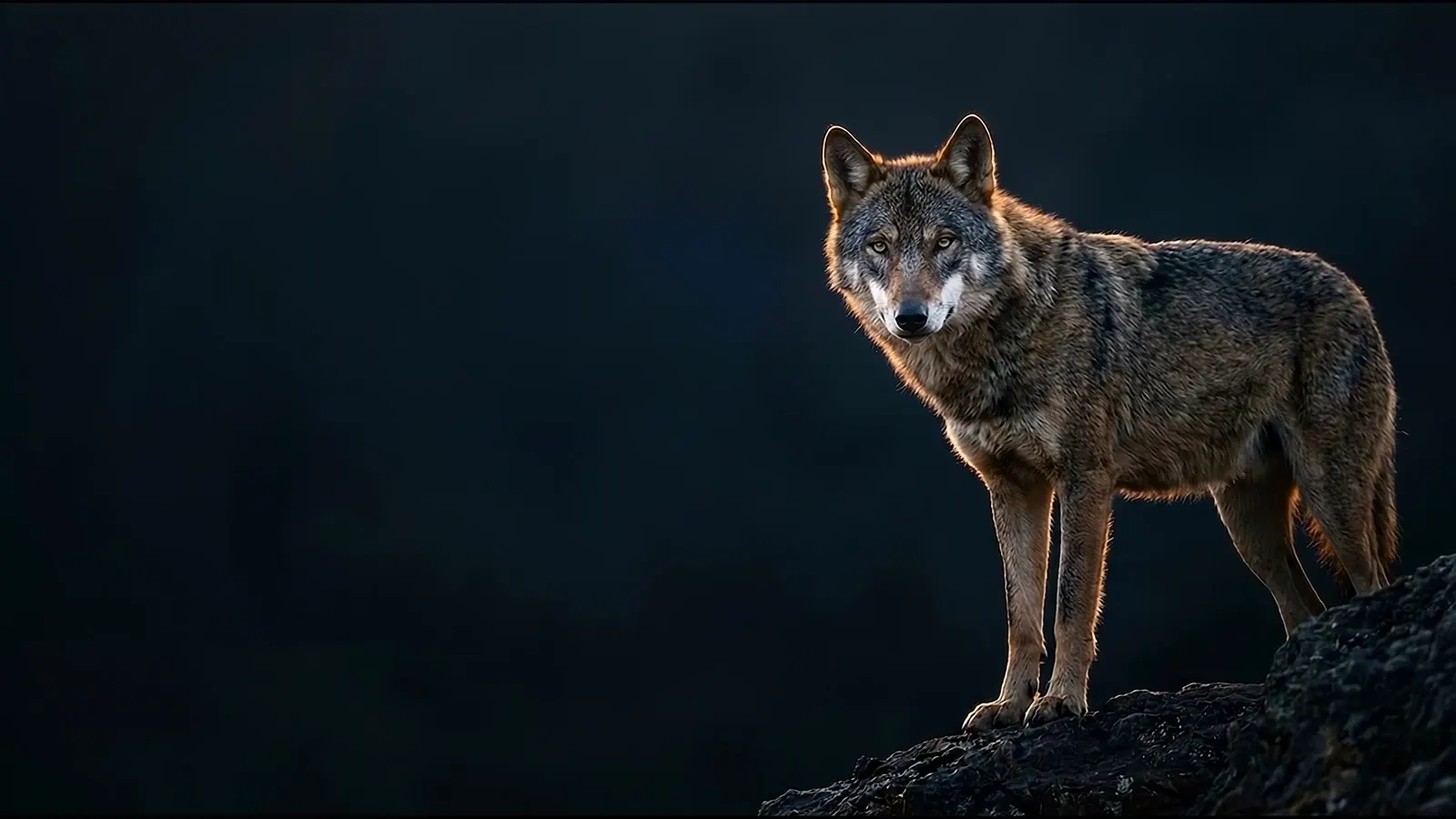 Lobo ibérico, el animal de los arquitectos y topógrafos en HalkoPro
